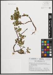 Foto von Salix waldsteiniana Willd.